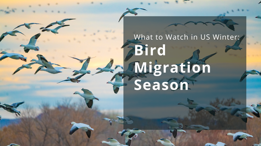 What to Watch in US Winter: Bird Migration Season